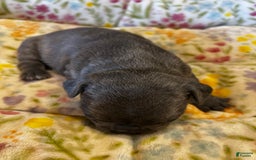 French Bulldog dogs for sale: Blue Eyes - Image 1