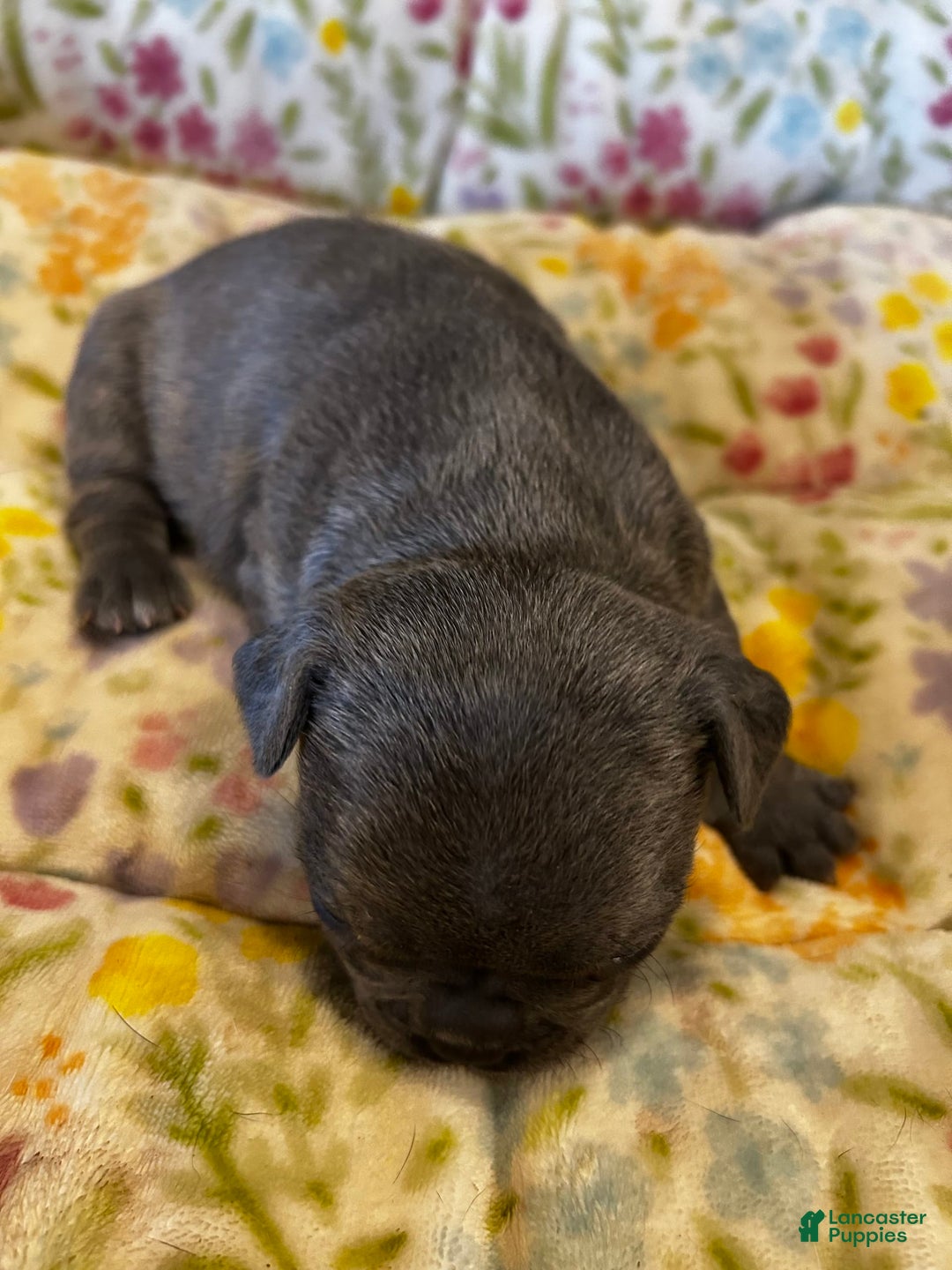 French Bulldog dogs for sale: Blue Eyes - Image 1