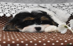 Cavapoo dogs for sale: Wilder - Image 3