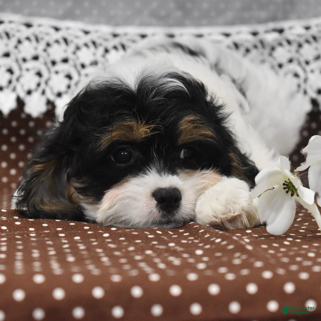 Cavapoo dogs for sale: Wilder - Image 3