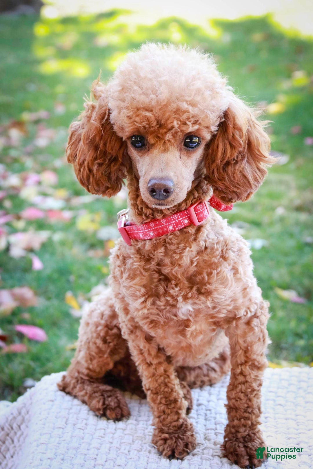 Miniature Poodle dogs for sale: Twila - Image 9