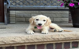 Golden Retriever dogs for sale: Henry - Image 1