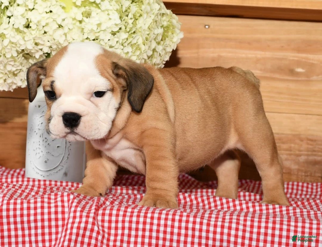 Beabull dogs for sale: Crystal - Image 2