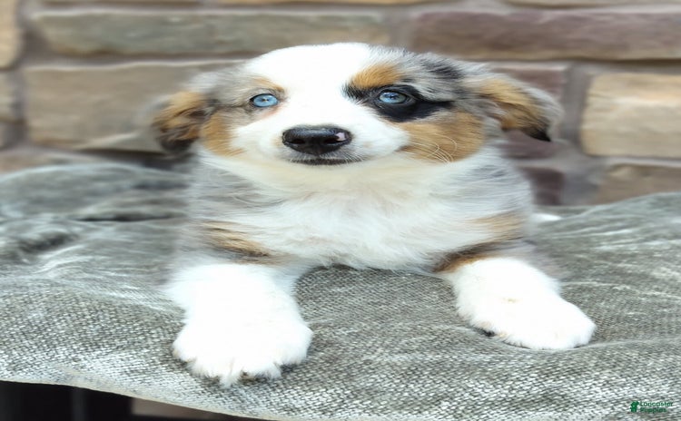 Miniature Australian Shepherd dogs for sale - Ad 1