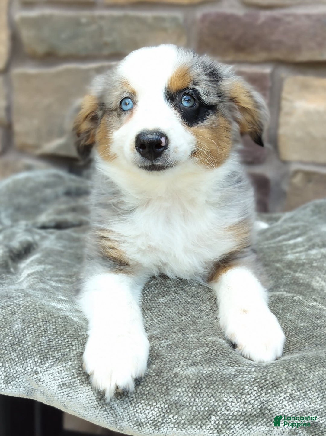 Miniature Australian Shepherd dogs for sale: Hallie - Image 1