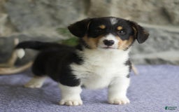 Welsh Corgi Pembroke dogs for sale: Kevin - Image 6