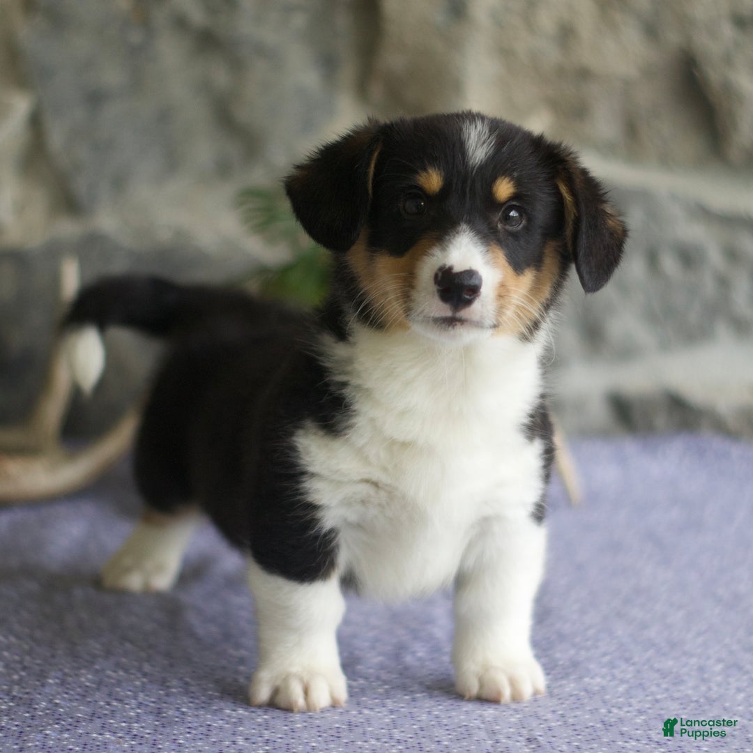 Welsh Corgi Pembroke dogs for sale: Kevin - Image 6