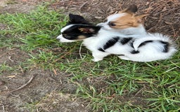Papillon dogs for sale: Female Puppy 1 - Image 6