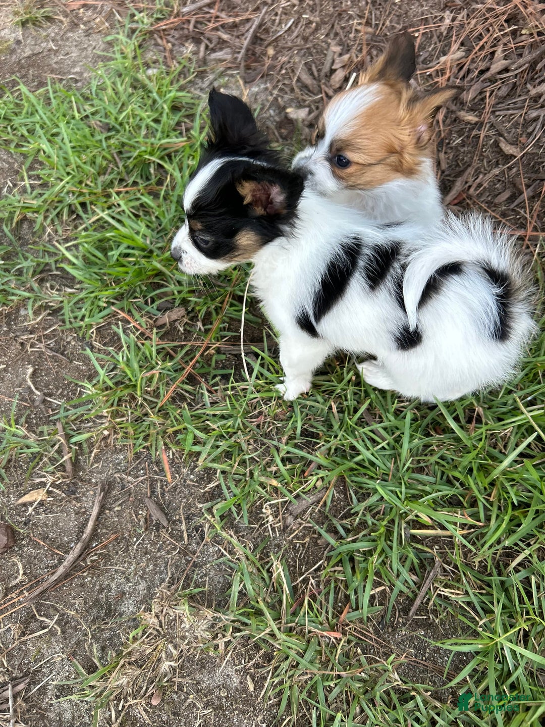 Papillon dogs for sale: Female Puppy 1 - Image 6