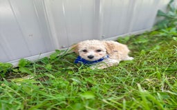 Bichpoo dogs for sale: Clyde - Image 3