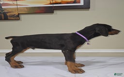 Doberman Pinscher dogs for sale: Draco - Image 3