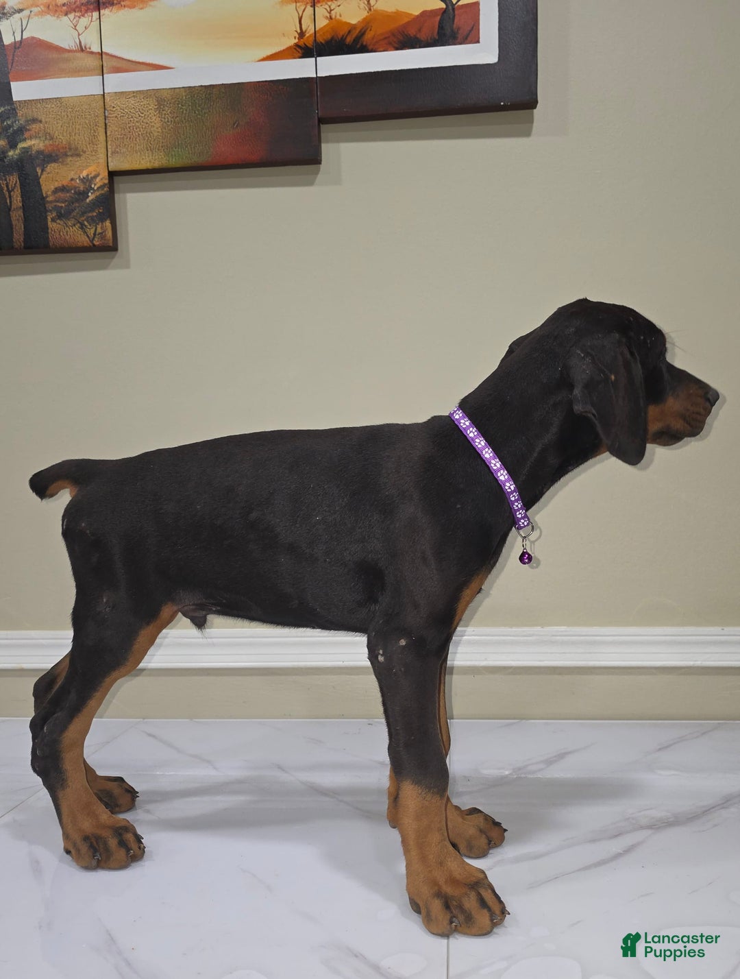 Doberman Pinscher dogs for sale: Draco - Image 3