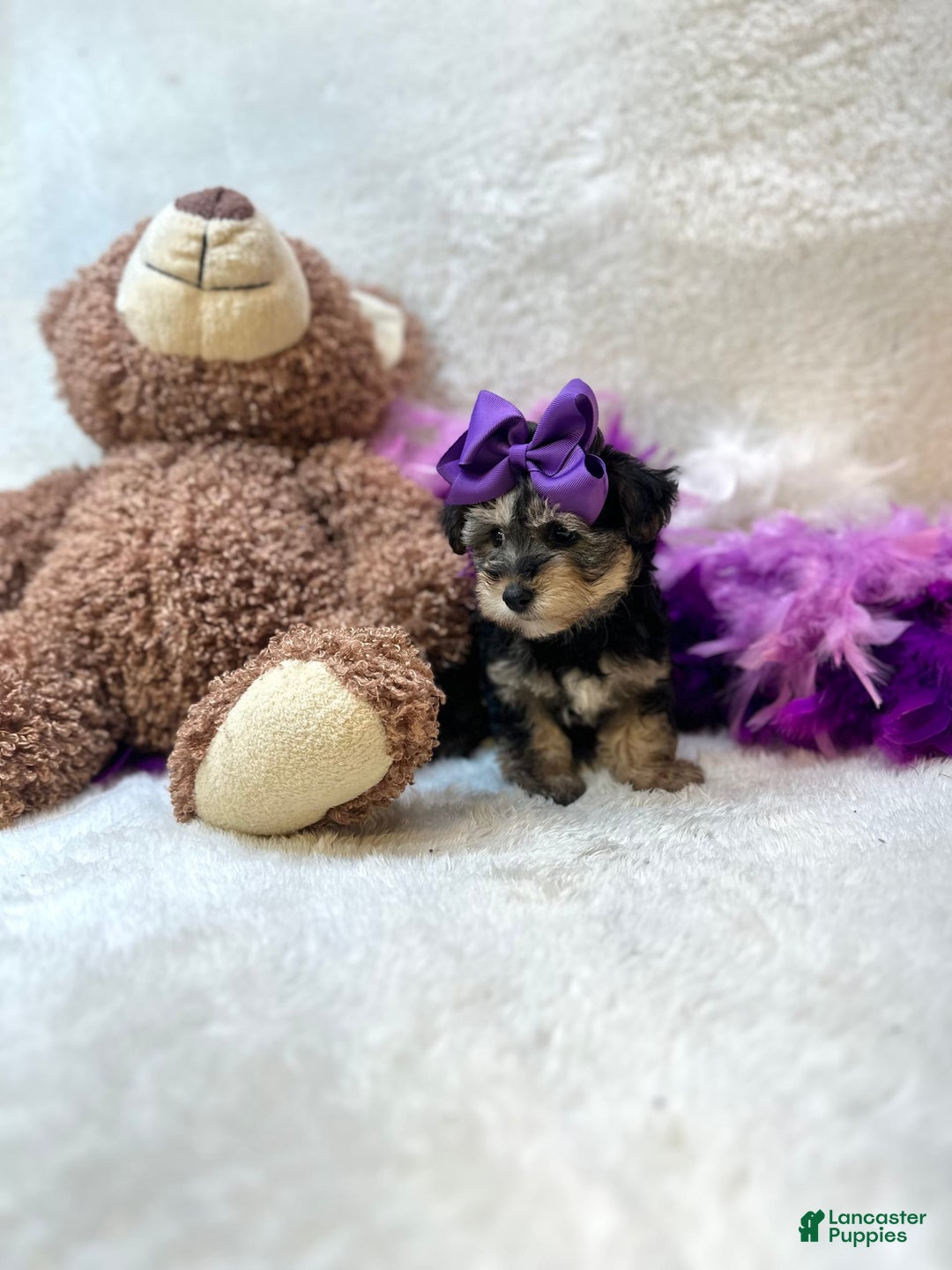 Yorkiepoo dogs for sale: Wren - Image 4