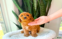 Cavapoo dogs for sale: Ian - Image 10