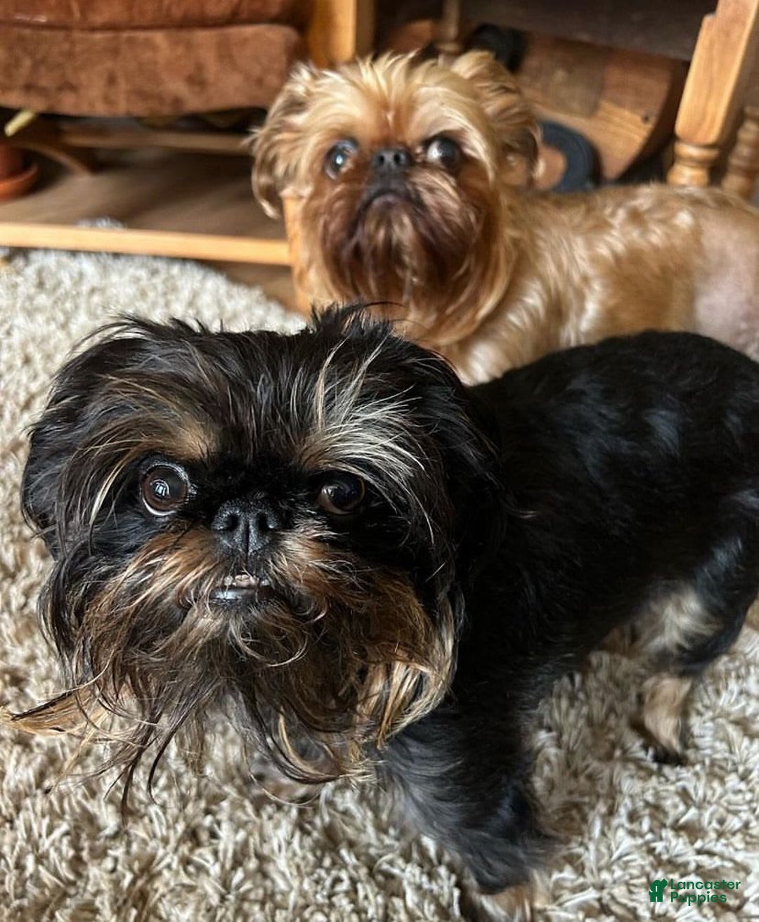 Brussels Griffon dogs for sale: Jimi - Image 6