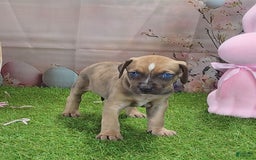 Catahoula Leopard Dog dogs for sale: Goldie 2025 F5 - Image 6