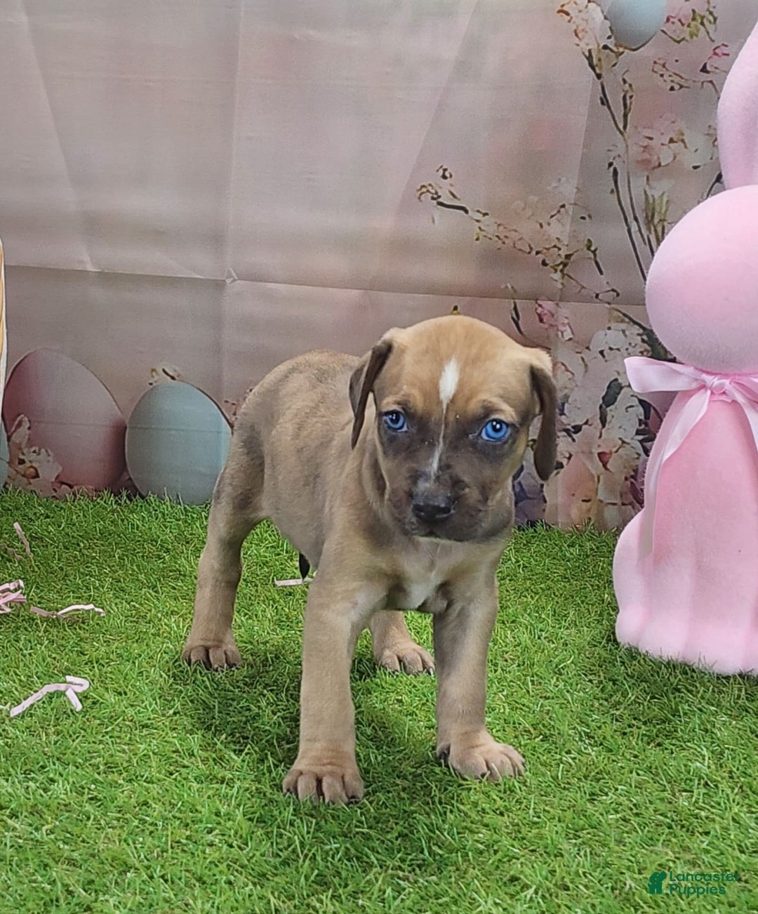Catahoula Leopard Dog dogs for sale: Goldie 2025 F5 - Image 6