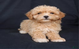 Bichpoo dogs for sale: Brady - Image 2