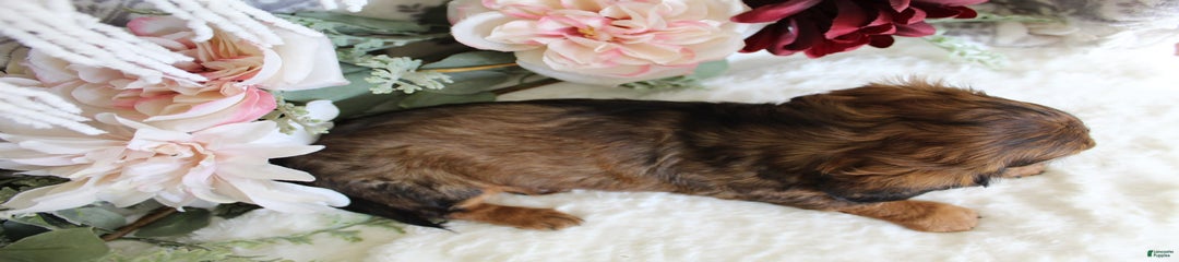 Gracie