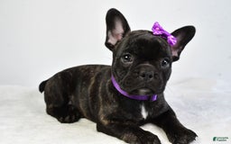 French Bulldog dogs for sale: Angel - Image 5