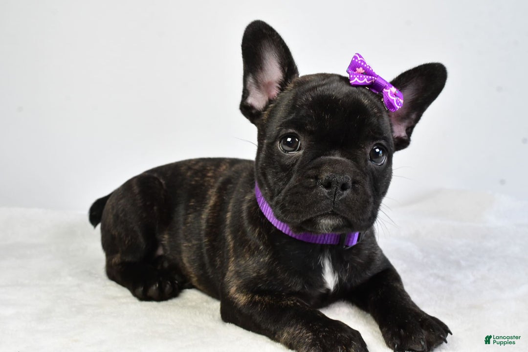 French Bulldog dogs for sale: Angel - Image 5