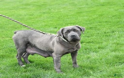Cane Corso dogs for sale: Cali - Image 16