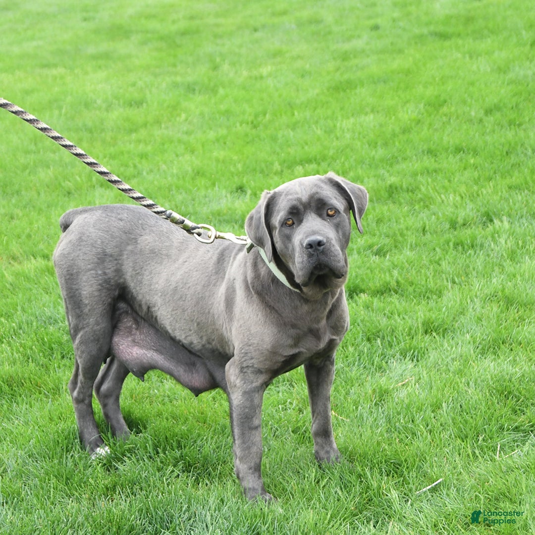 Cane Corso dogs for sale: Cali - Image 16