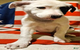 Border Collie dogs for sale: Bambi - Image 26