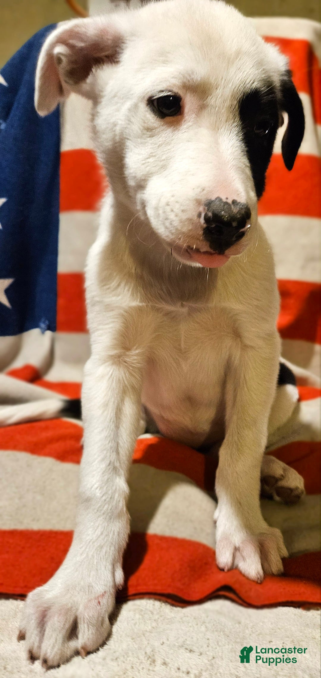 Border Collie dogs for sale: Bambi - Image 26