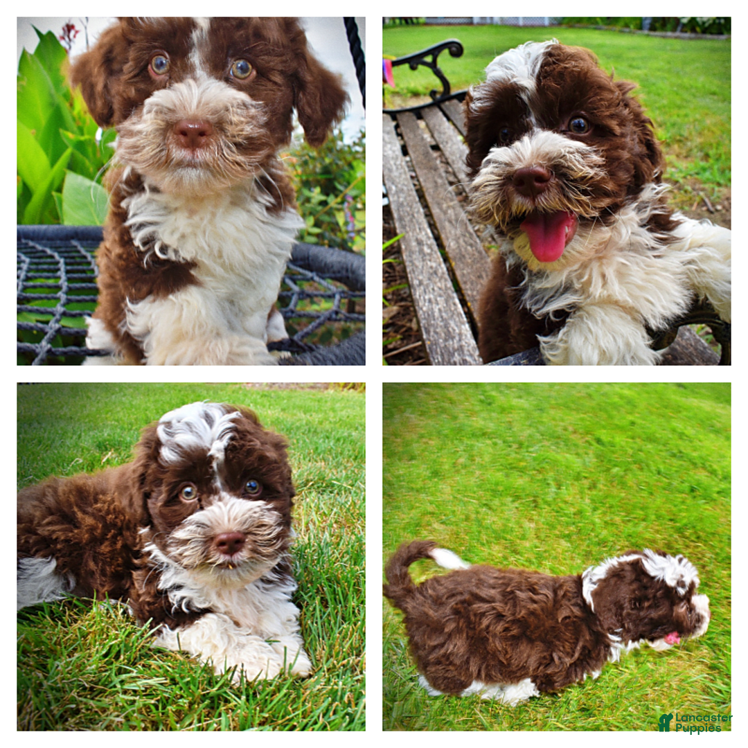 Havapoo dogs for sale: Dash - Image 1