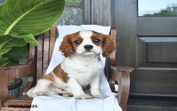 Cavalier King Charles Spaniel dogs for sale: Stacy - Image 6