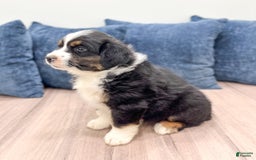 Australian Shepherd dogs for sale: Jake - Image 4