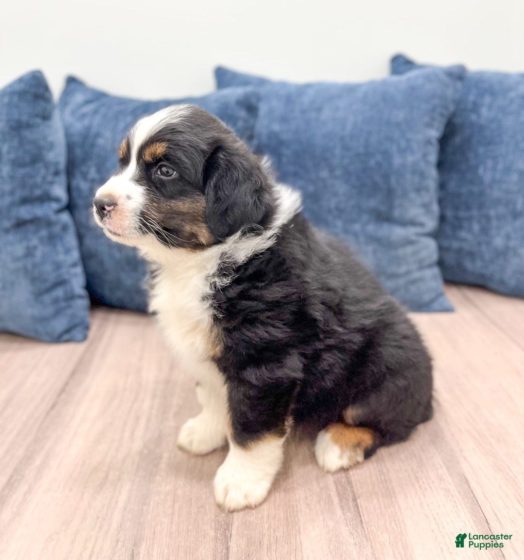 Australian Shepherd dogs for sale: Jake - Image 4