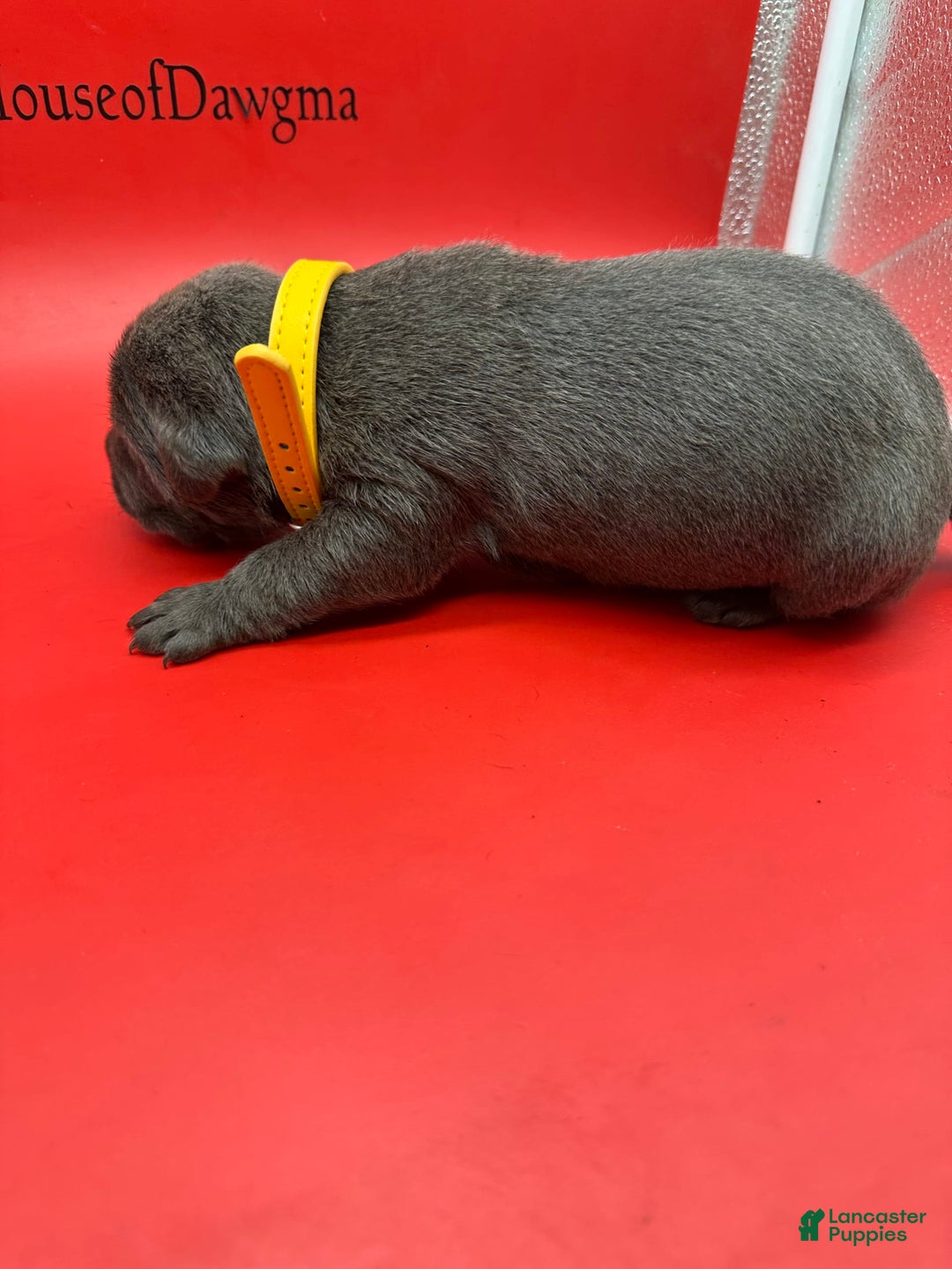 Cane Corso dogs for sale: ICCF Polly - Image 3