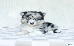 Pomsky dogs for sale: Bella - Image 4