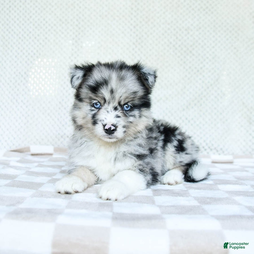 Pomsky dogs for sale: Bella - Image 4