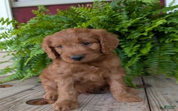 Goldendoodle dogs for sale: Ben - Image 18