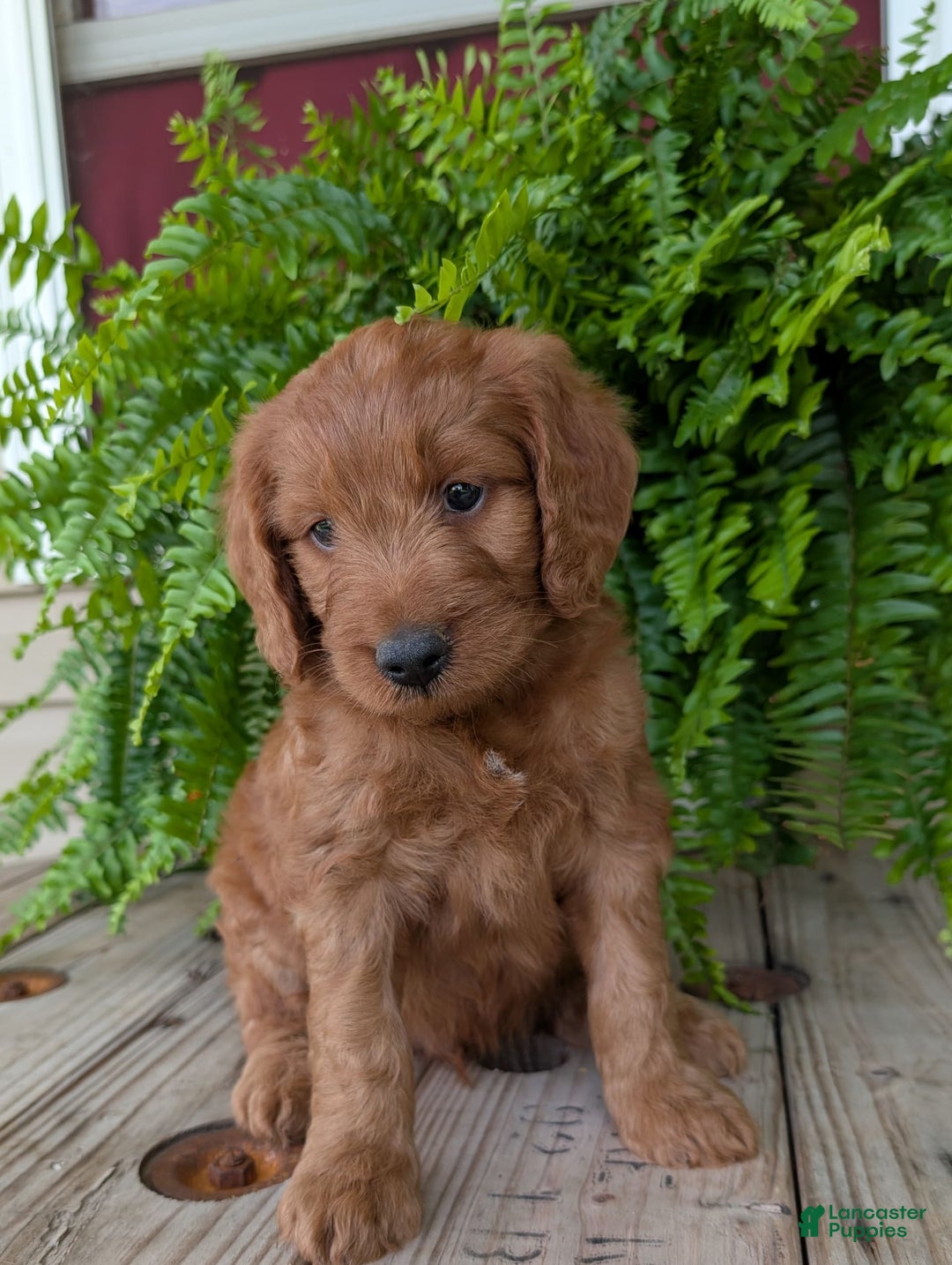 Goldendoodle dogs for sale: Ben - Image 18