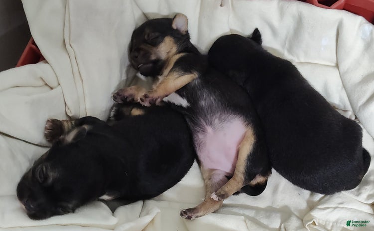 Pomeranian dogs for sale - Ad 2