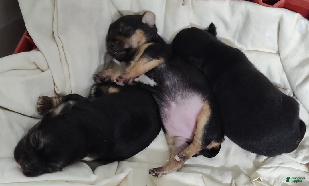 Pomeranian dogs for sale: Lilly Pad - Image 1
