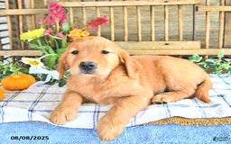 Golden Retriever dogs for sale: Golden Retriever 11 puppies - Image 8