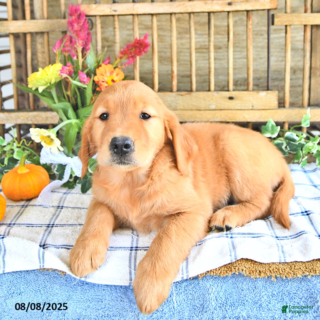 Golden Retriever dogs for sale: Golden Retriever 11 puppies - Image 8