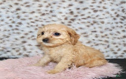 Cavapoo dogs for sale: Cavapoo 7 puppies - Image 23