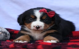 Bernese Mountain Dog dogs for sale: Simon - Image 19