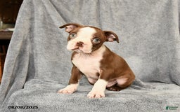 Boston Terrier dogs for sale: Moe - Image 2