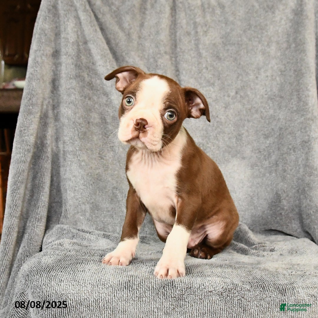 Boston Terrier dogs for sale: Moe - Image 2