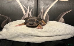 American Bully dogs for sale: Boots - Image 9