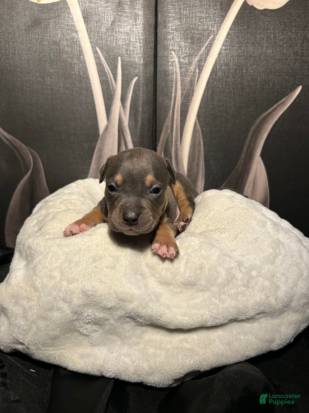 American Bully dogs for sale: Boots - Image 9