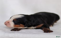 Mini Bernedoodle dogs for sale: Marley - Image 6