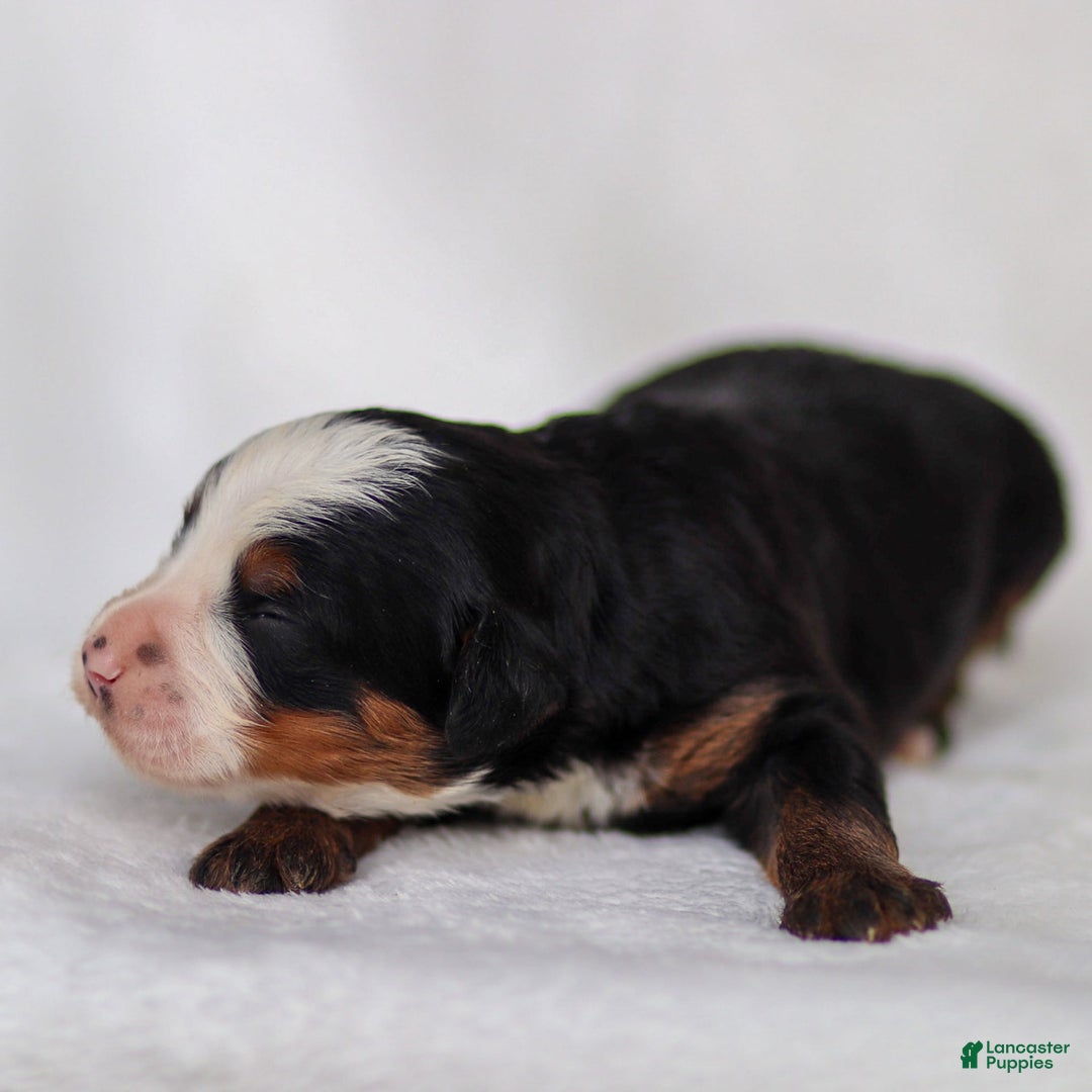 Mini Bernedoodle dogs for sale: Marley - Image 6